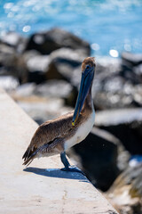 Stock photo pelican in Miami Haulover Inlet