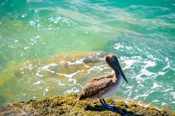 Stock photo pelican in Miami Haulover Inlet