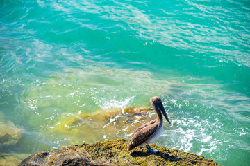 Stock photo pelican in Miami Haulover Inlet