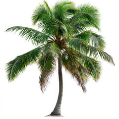 Isolated Lush Green Coconut Palm Tree, Tropical Plant Image, Summer Vacation Palm tree, coconut tree