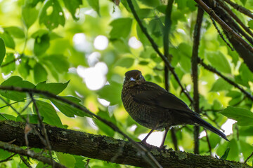 Blackbird in a tree on a branch. A young blackbird sits on a branch in the canopy. It looks down vigilantly.