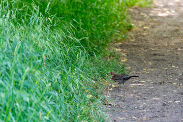 Blackbird in the grass by the roadside. A blackbird walks through the tall grass by the roadside. The animal attentively observes its surroundings.
