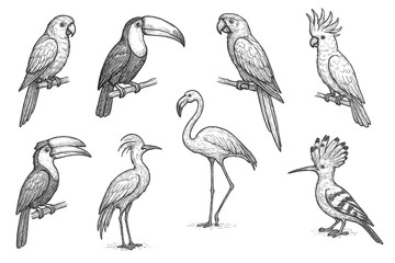 Exotic Bird Icons