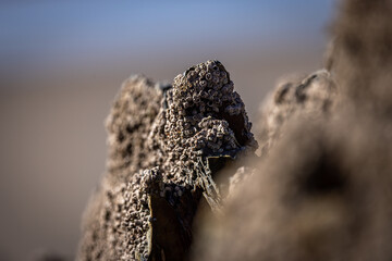 Barnacles on a rock formation on the beach, along the Pembrokeshire coast