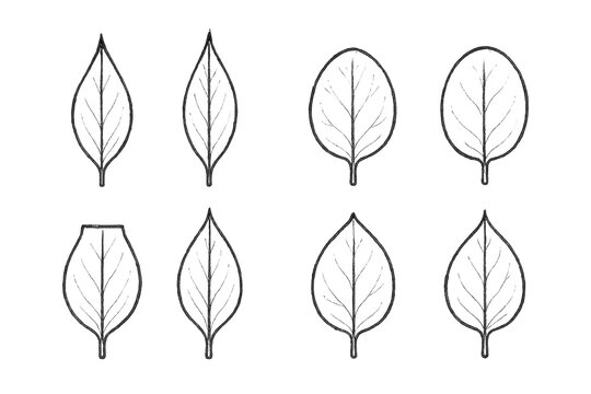 Hand-Drawn Leaf Apices