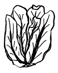 Doodle elements of vegetable and fruits, specifically a Lettuce