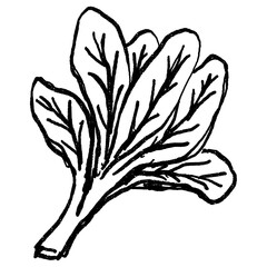 Doodle elements of vegetable and fruits, specifically a Kale