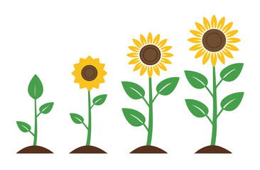 Sunflower Growth Stages – Flat Vector Plant Life Cycle Illustration
