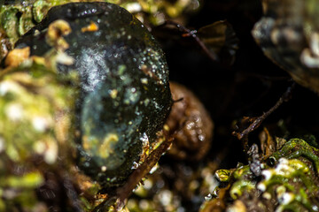 Intertidal Encrustation on Marine Shell: Polychaetes, Barnacles, and Snail