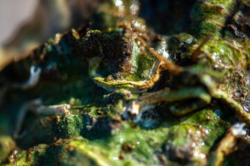 Intertidal Encrustation on Marine Shell: Polychaetes, Barnacles, and Snail