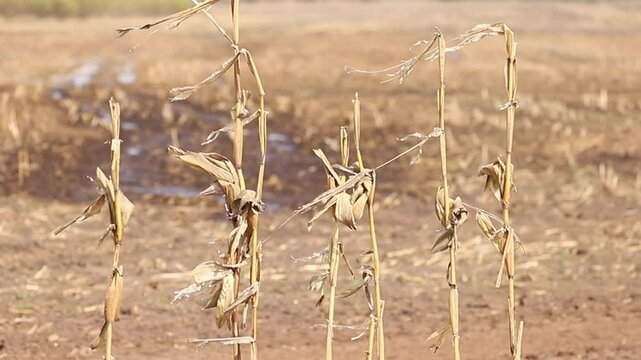 Corn stalks dry and wilt in a parched field, reflecting the harsh impact of drought on crops