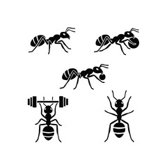 set of ants vector illustration