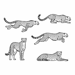 set of leopard
