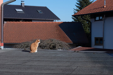 red cat on the street