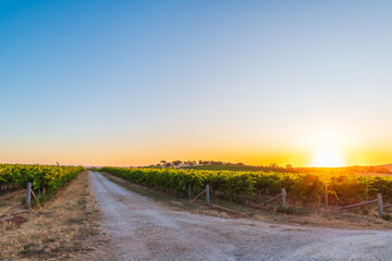 Spectacular Wine Region in Barossa Valley with gravel road at sunset, Tanunda, South Australia