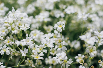 Background of small white flowers. Garden decoration. Sunlight. Soft selective focus.