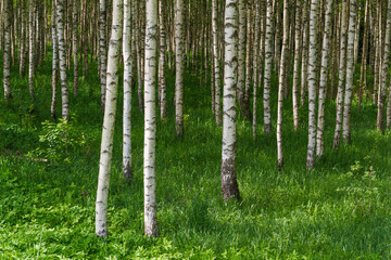 birch forest in spring