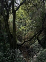 Obraz premium Dense forest scene with sunlight filtering through the trees near Tomiño, Galicia, Spain, May 2024