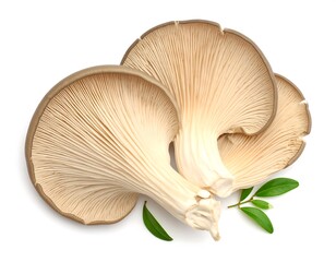 Three oyster mushrooms with green leaves on white background