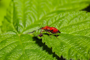 Red bug sitting on the green leaf.