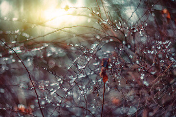 Amazing abstract and blurred background with branches and raindrops.