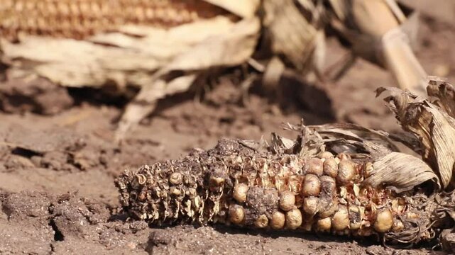This clip highlights the impact of drought on corn crops in dry agricultural fields, showing the state of withered ears of corn and cracked soil during late summer