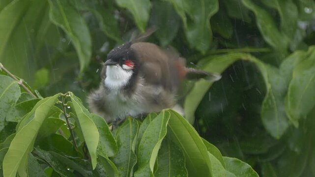 Red Whiskered Bulbul bird shaking feathers in pouring rain perched on tree - unedited HLG