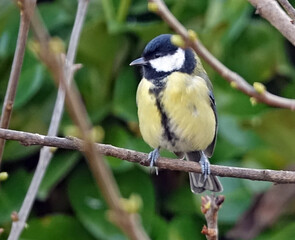 Portrait d'une mésange charbonnière dans le jardin