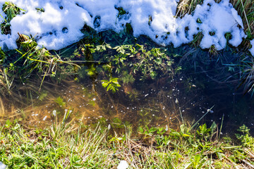 fallen snow on green grass on bank of stream