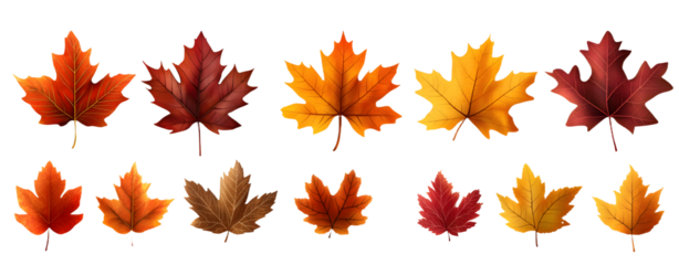 maple leaves icon collection isolated on transparent background. vector illustration