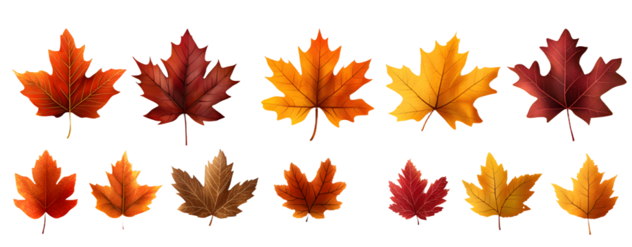maple leaves icon collection isolated on transparent background. vector illustration - Powered by Adobe