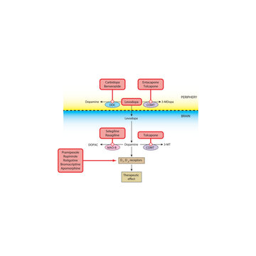 Mechanism of Dopaminergic Drugs in Parkinson&rsquo;s Disease: Levodopa Metabolism, COMT inhibitors, Dopamine receptor agonists and others. Simple schematic illustration.
