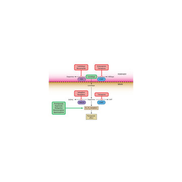 Mechanism of Dopaminergic Drugs in Parkinson&rsquo;s Disease: Levodopa Metabolism, COMT inhibitors, Dopamine receptor agonists and others. Simple schematic illustration.