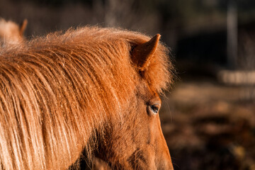 icelandic horse in natural environment pony equine with a dark background