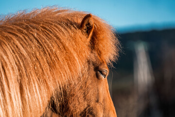 icelandic horse in natural environment pony equine with a dark background