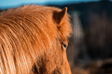 icelandic horse in natural environment pony equine with a dark background