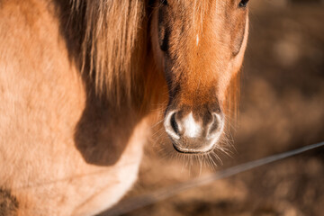 icelandic horse in natural environment pony equine with a dark background