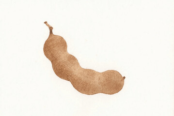 Watercolor Tamarind Flow tamarind isolated vector illustration svg