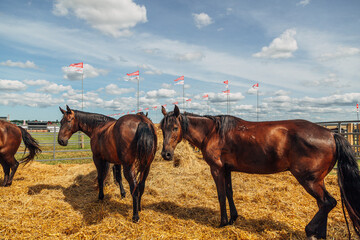 Portraits of Arabian stallions. Horses in a stall