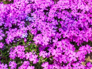 Fototapeta premium 자연 여러해살이풀 앵초, 꽃