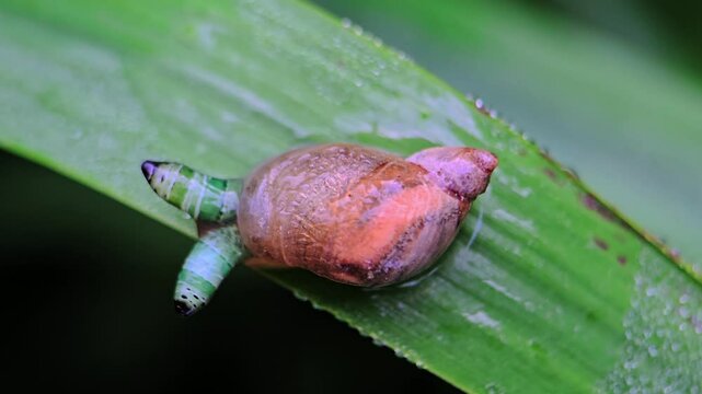 Parasitized snail on a leaf in macro view, internal larva moves rhythmically mimicking a caterpillar to attract predators.