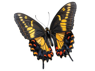 Fototapeta premium Butterfly isolated on transparent or white background, clipping path ,png 
