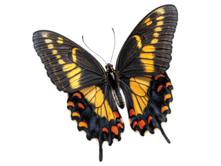 Butterfly isolated on transparent or white background, clipping path ,png 