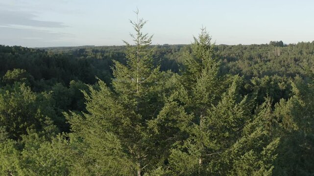 Aerial view flying over lush pine tree tops, revealing distant lake and forested hills, Marcillac La Croisille, France