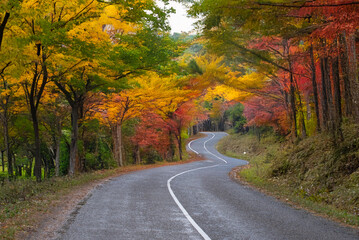 A winding mountain road lined with vibrant autumn foliage in red, orange, and yellow hues under a canopy of trees.