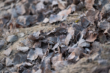 Aspen leaves covered with frost on early spring morning. Close-up of frozen aspen leaves lying on the ground in the forest during a frosty morning, symbolizing seasonal transition and nature stillness