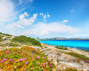 Unbelivable blooming flowers on Famous La Pelosa beach with Torre della Pelosa.