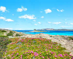 Unbelivable blooming flowers on Famous La Pelosa beach with Torre della Pelosa.