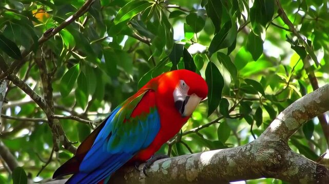 Parrot in green screen background
