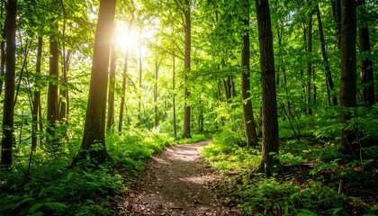 Sunlit path winds through lush green forest